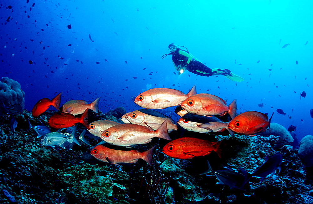 Schooling Pinjalo snapper and scuba diver, Pinjalo lewisi, Papua New Guinea, Pacific ocean