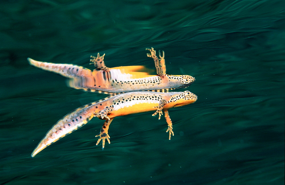 Newt, Salamander, Triturus alpestris, Germany, Bavaria