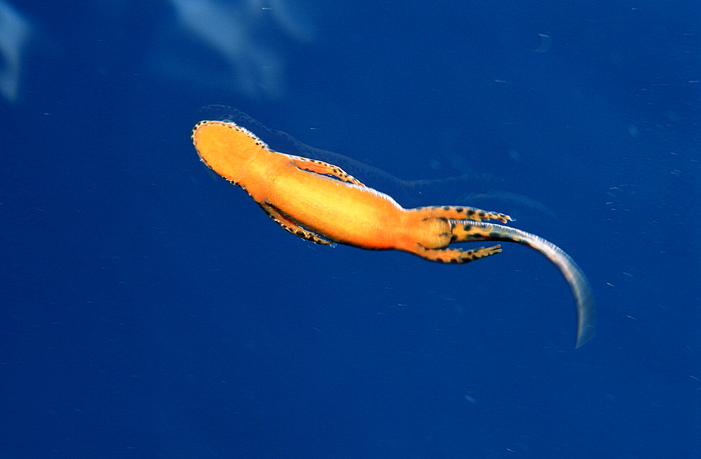 Newt, Salamander, Triturus alpestris, Germany, Bavaria