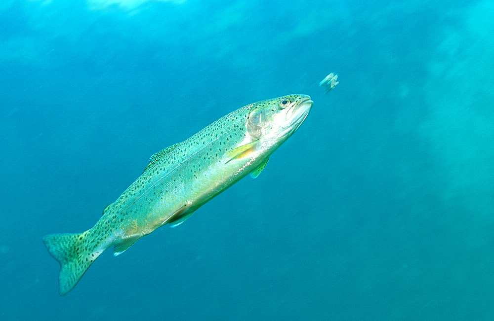 rainbow trout, Oncorhynchus mykiss, Germany, Bavaria