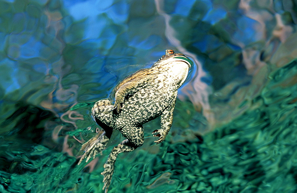 Toad, Bufo bufo, Germany, Bavaria