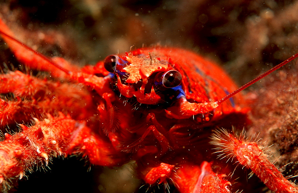 crab, Galathea strigosa, Croatia, Istria, Mediterranean Sea