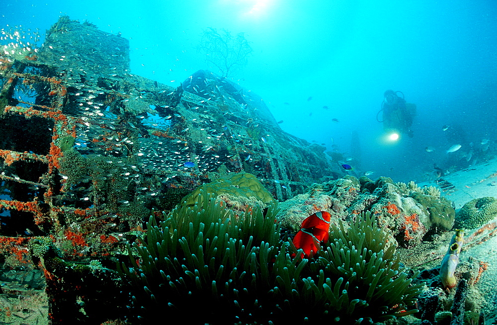 Old plane with fishes, Papua New Guinea, Pacific ocean