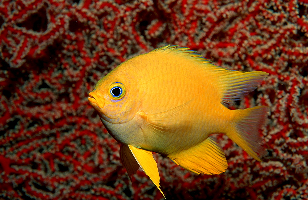 Golden damsel, Amblyglyphidodon aureus, Fiji, Pacific Ocean