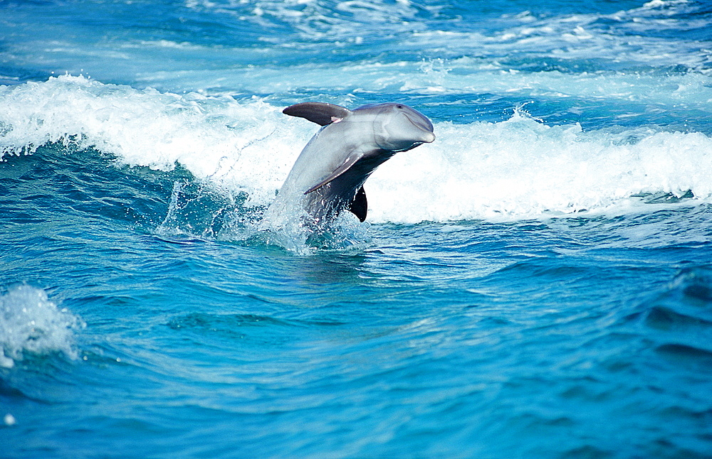 Jumping bottlenose dolphin, Tursiops truncatus, Bahamas, Caribbean Sea