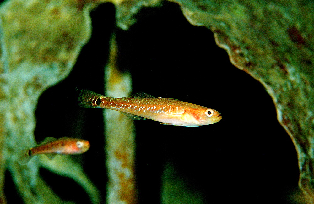 Yellow-headed goby, Gobius xanthocephalus, Norway, Atlantic ocean, north atlantic ocean