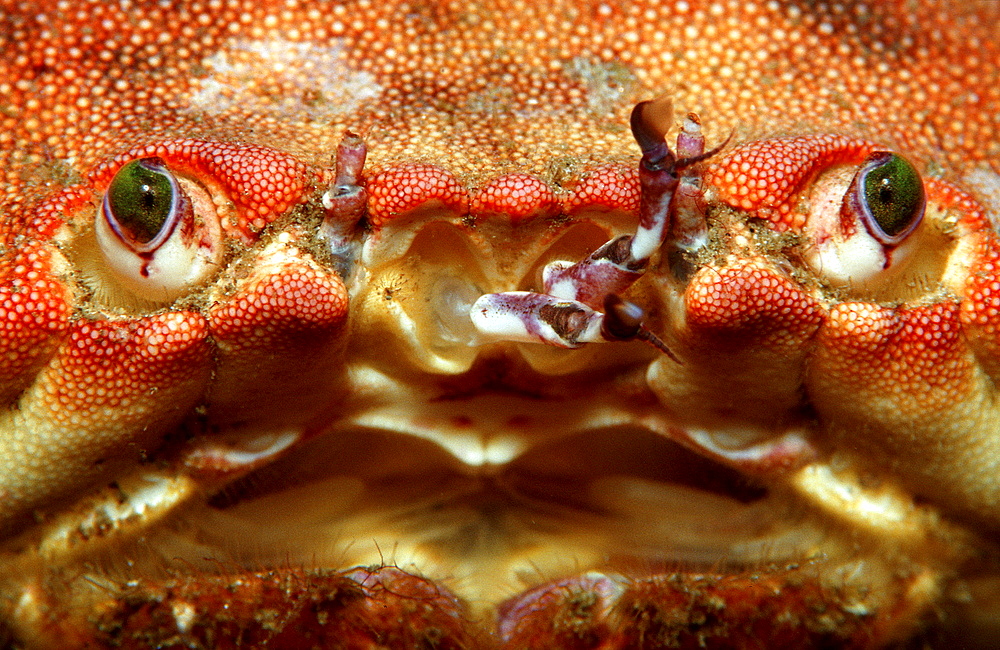 European crab, Cancer pagurus, Norway, Atlantic ocean, north atlantic ocean