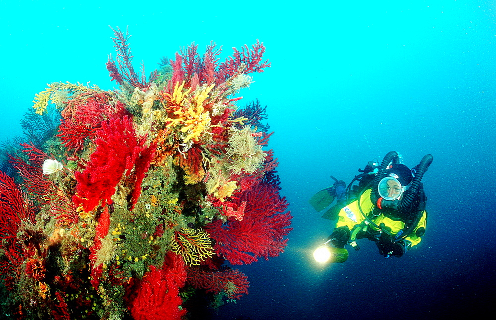 Scuba diver and corals, Spain, Mediterranean Sea, Costa Brava