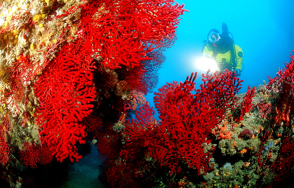 Scuba diver and corals, Spain, Mediterranean Sea, Costa Brava