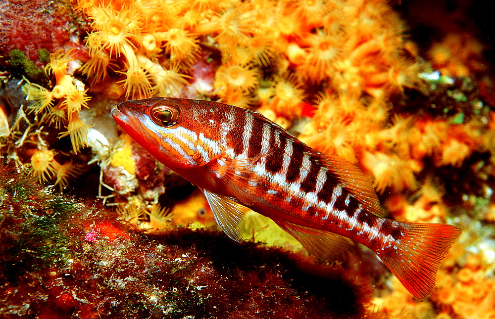 Comber, Serranus cabrilla, Spain, Mediterranean Sea, Costa Brava