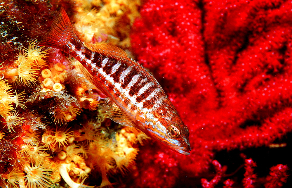 Comber, Serranus cabrilla, Spain, Mediterranean Sea, Costa Brava