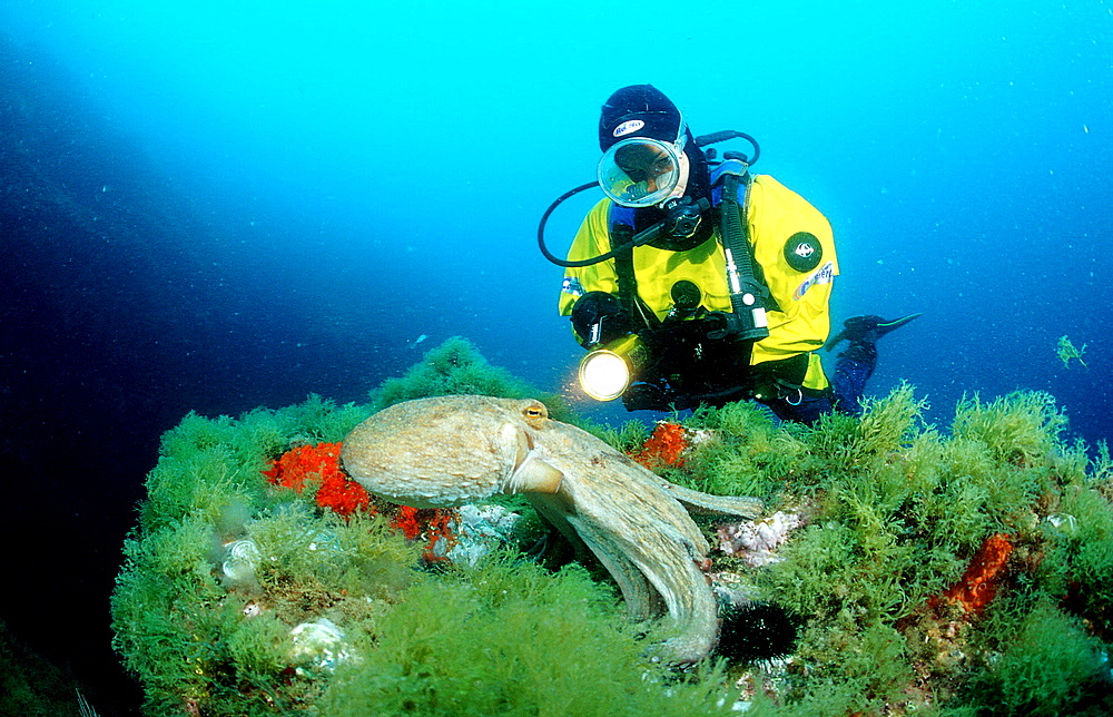 Octopus and scuba diver, Octopus vulgaris, Spain, Mediterranean Sea, Costa Brava