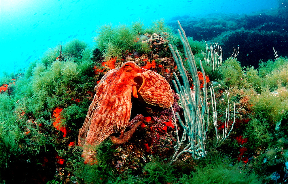 Octopus and scuba diver, Octopus vulgaris, Spain, Mediterranean Sea, Costa Brava