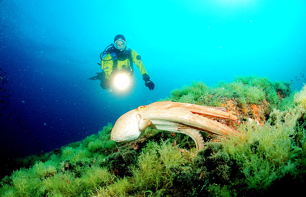 Octopus and scuba diver, Octopus vulgaris, Spain, Mediterranean Sea, Costa Brava