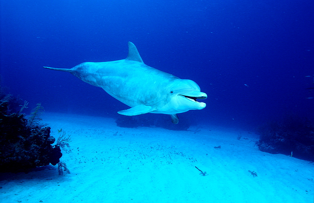 bottlenose dolphin, Tursiops truncatus,