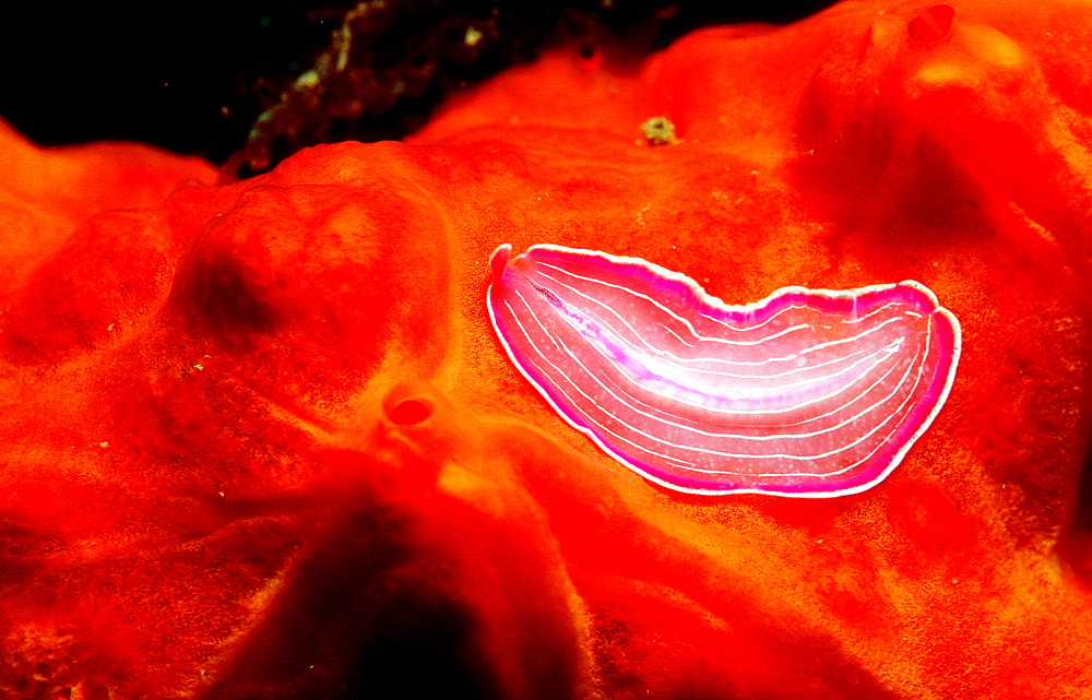 Planaria, worm, Turbellaria, Spain, Mediterranean Sea, Costa Brava