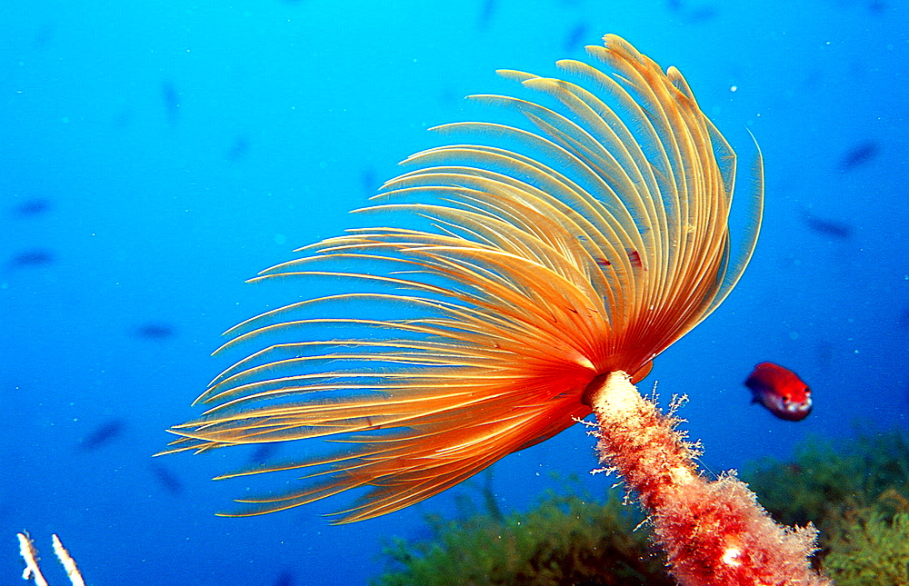 Fan worm, Spirographis spallanzani, Spain, Mediterranean Sea, Costa Brava