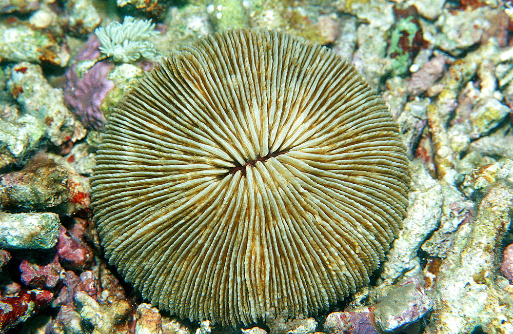 Mushroom coral with white light, Ctenactis echinata, Indonesia, Indian Ocean, Komodo National Park