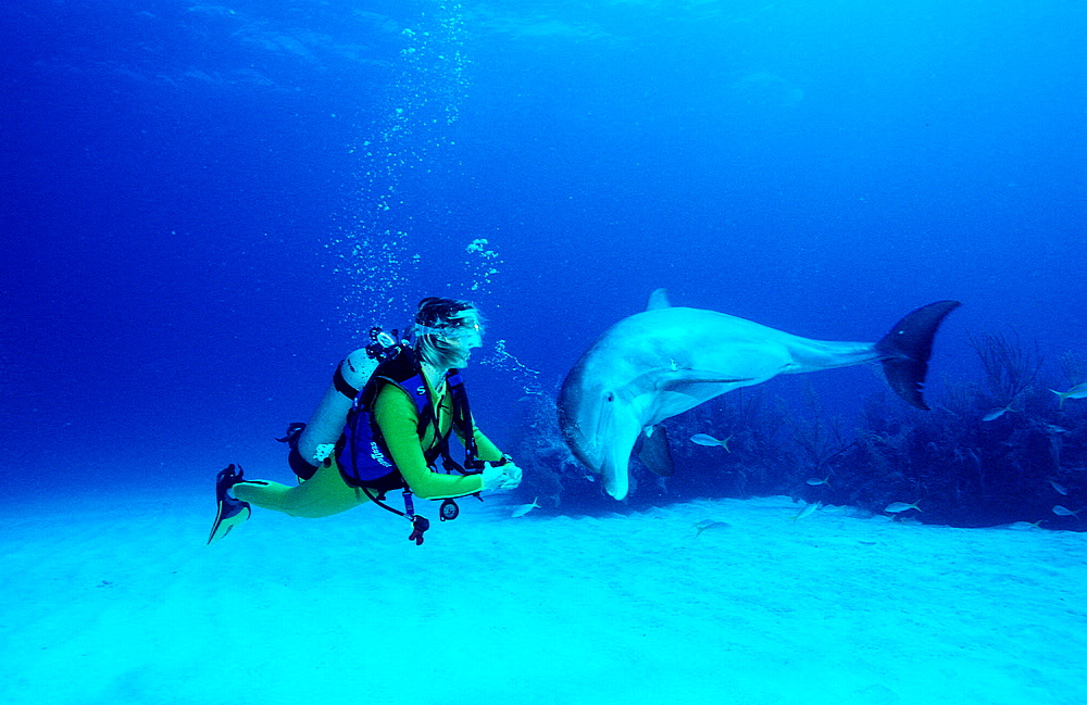 bottlenose dolphin and scuba diver, Tursiops truncatus, Bahamas, Caribbean Sea, Grand Bahama