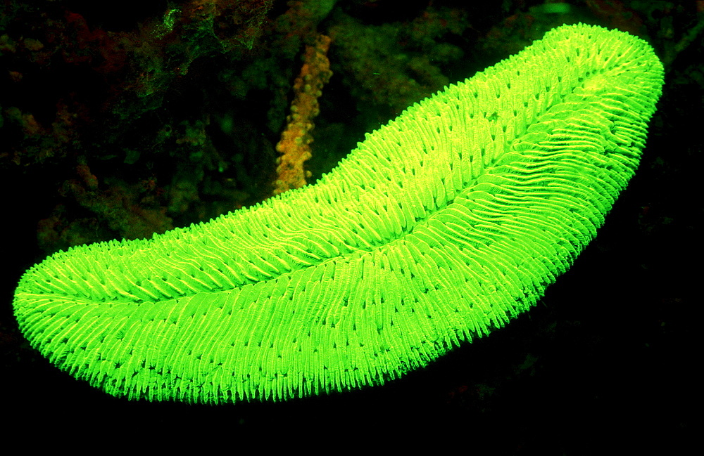 Fluoresce Mushroom coral, Coral fluorescenc, Ctenactis echinata, Indonesia, Indian Ocean, Komodo National Park