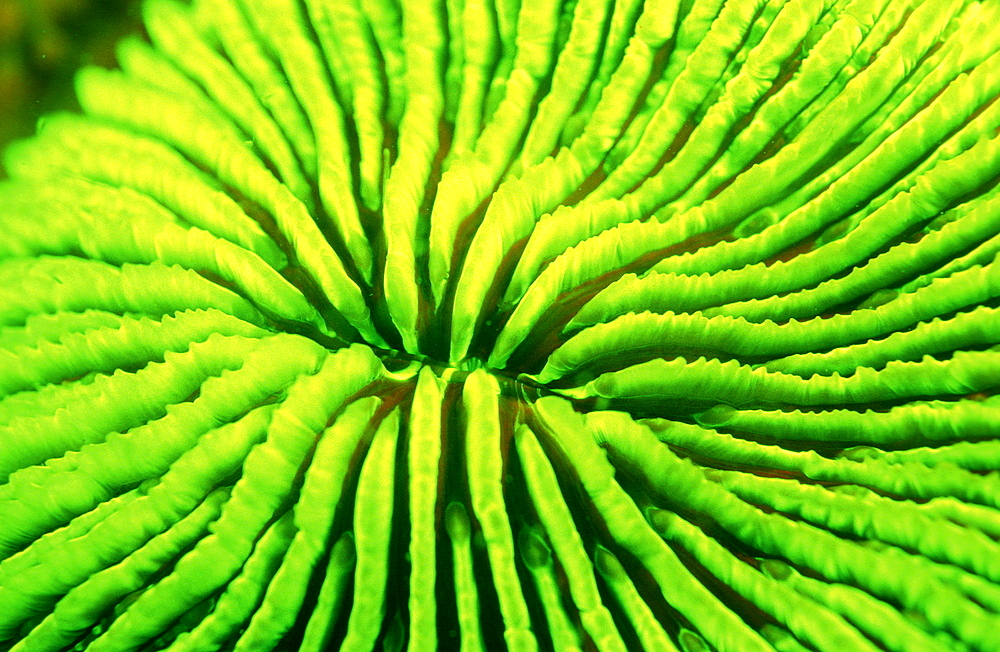 Fluoresce Mushroom coral, Coral fluorescenc, Ctenactis echinata, Indonesia, Indian Ocean, Komodo National Park