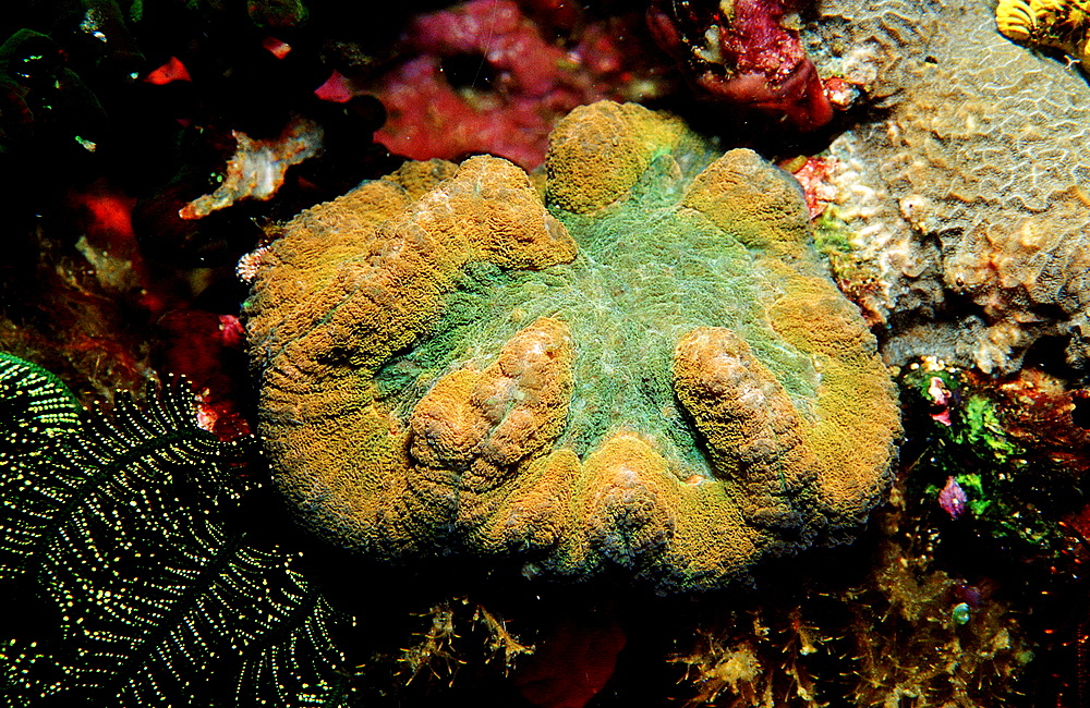 hard coral with white light, Indonesia, Indian Ocean, Komodo National Park