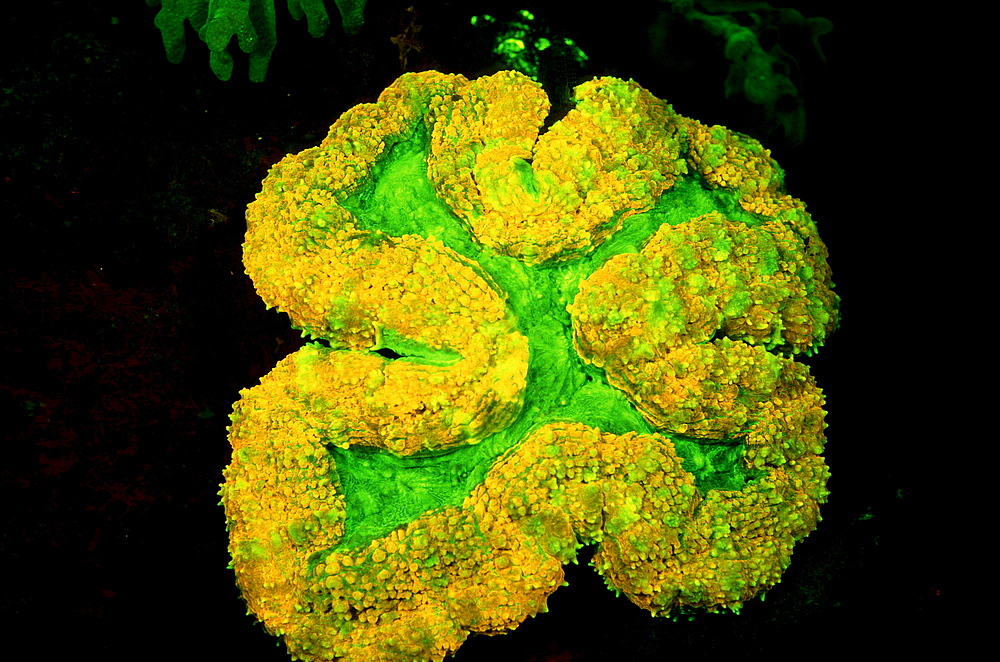 Fluoresce hard coral, Coral fluorescenc, Indonesia, Indian Ocean, Komodo National Park