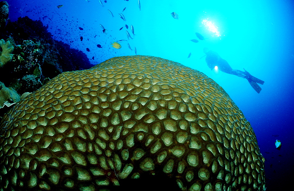 hard coral with white light, Indonesia, Indian Ocean, Komodo National Park