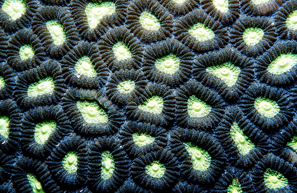 hard coral with white light, Indonesia, Indian Ocean, Komodo National Park