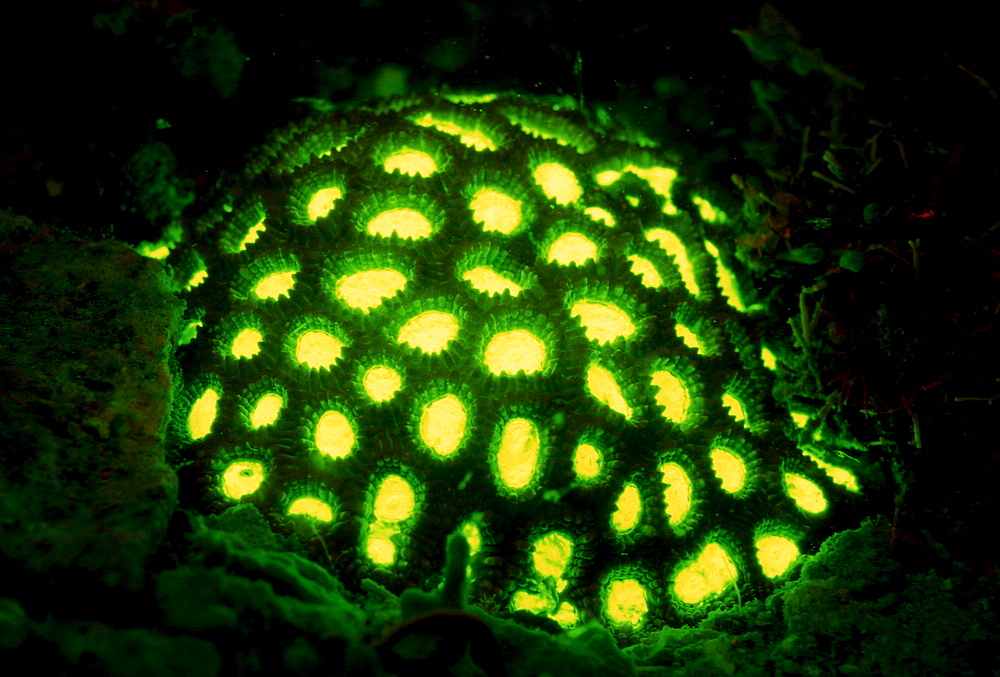 Fluoresce hard coral, Coral fluorescenc, Indonesia, Indian Ocean, Komodo National Park