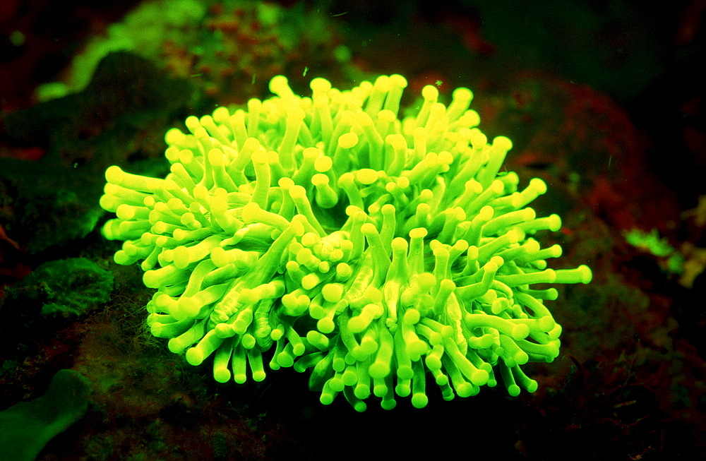 Fluoresce Anemone, Coral fluorescenc, Indonesia, Indian Ocean, Komodo National Park