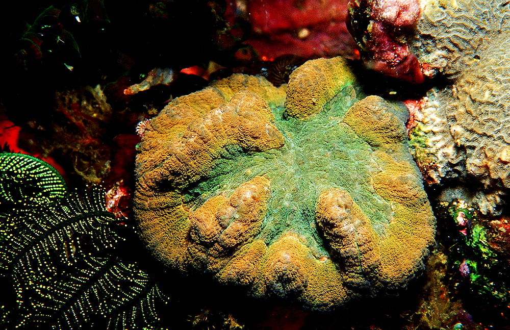 hard coral with white light, Indonesia, Indian Ocean, Komodo National Park