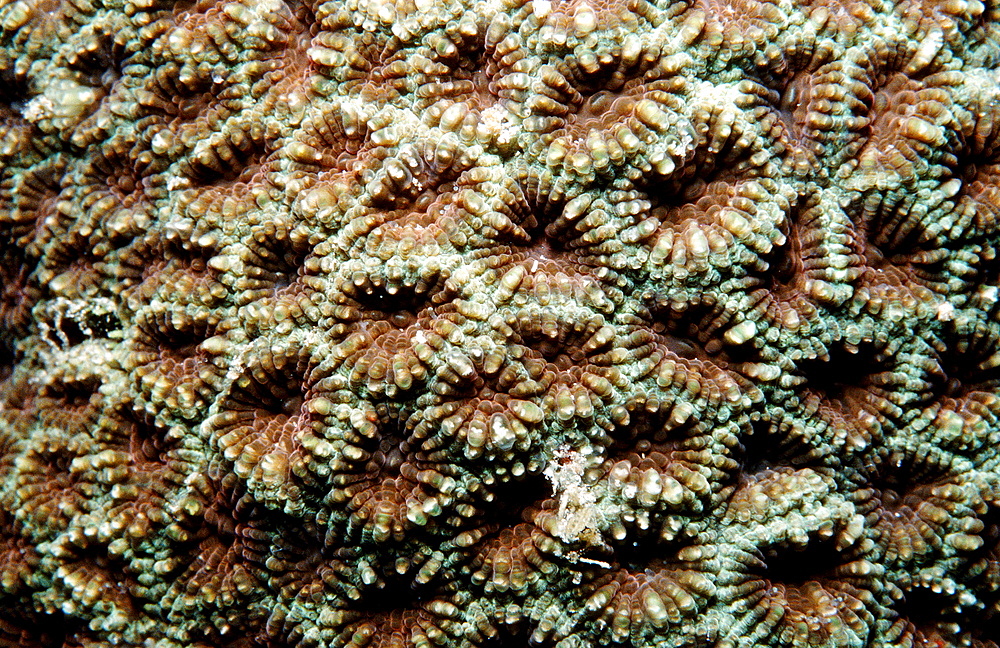 hard coral with white light, Indonesia, Indian Ocean, Komodo National Park