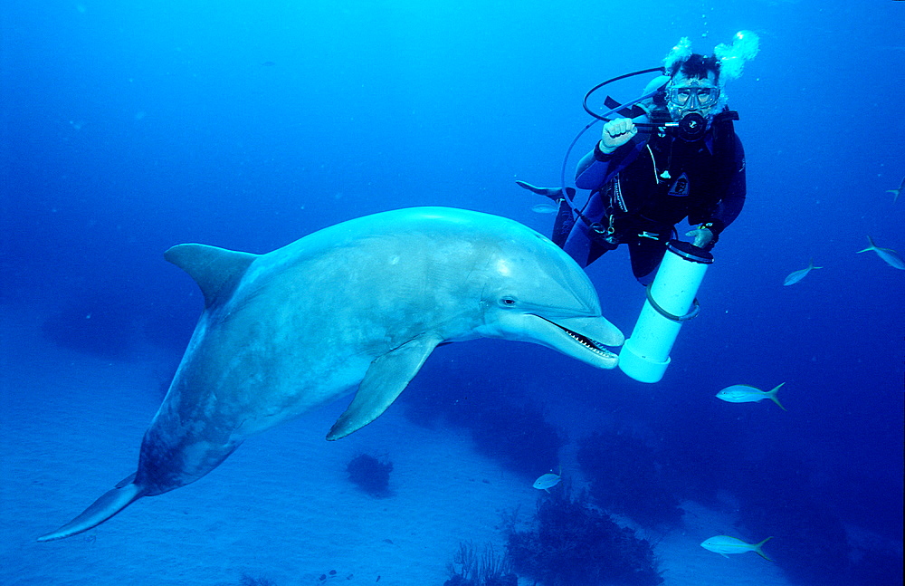 bottlenose dolphin and scuba diver, Tursiops truncatus, Bahamas, Caribbean Sea, Grand Bahama