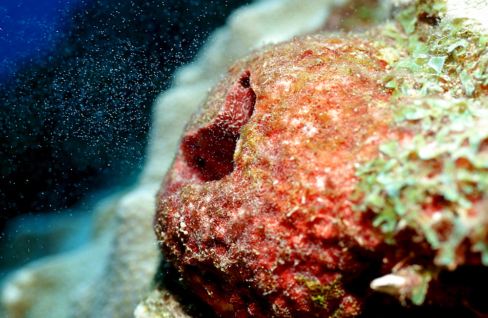 Spawning female sponge, Porifera, Curacao, Caribbean Sea, Netherlands antilles