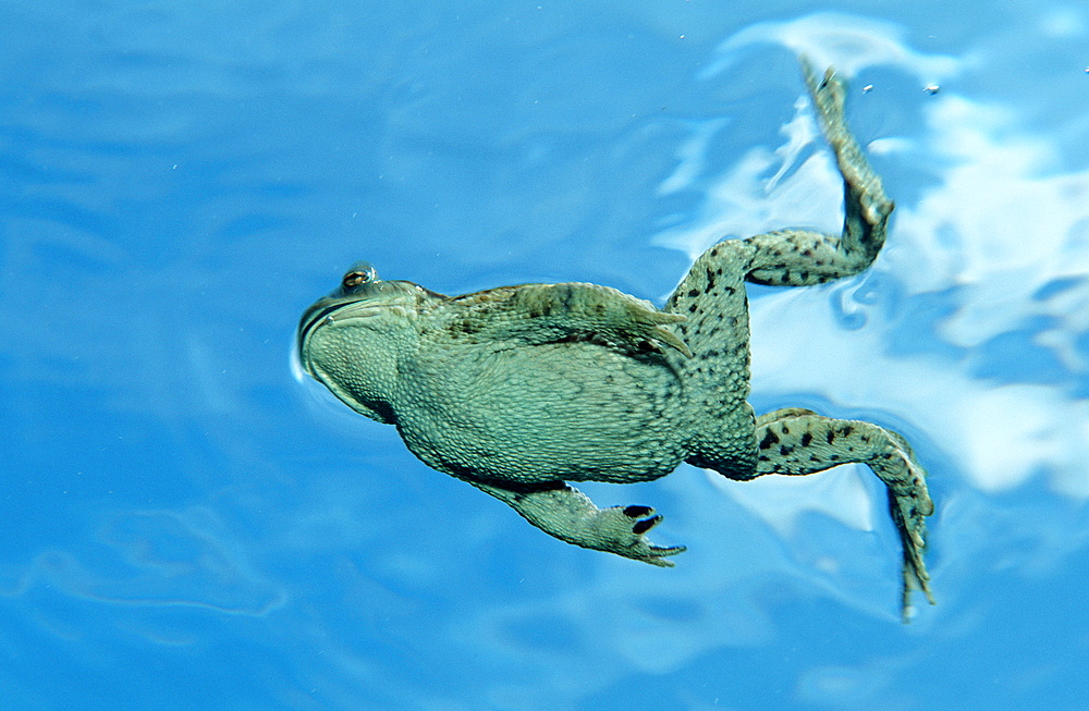 Toad, Bufo bufo, Germany, Bavaria