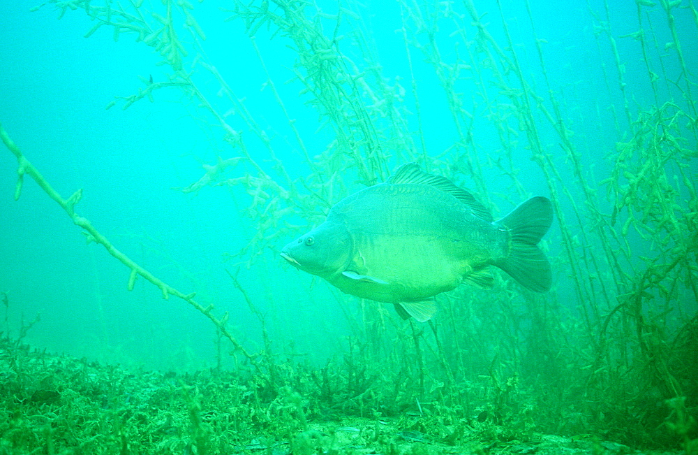 carpe, Cyprinus carpio, Germany, Bavaria