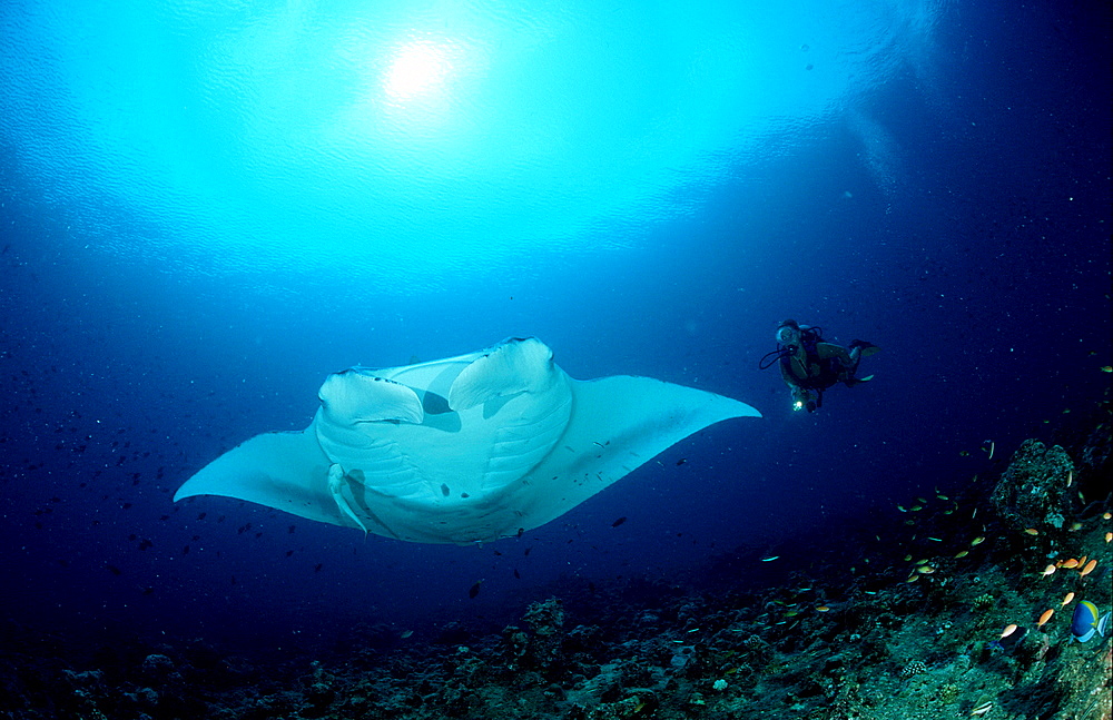 Manta ray and scuba diver, Manta birostris, Australia, Pacific Ocean, Great Barrier Reef