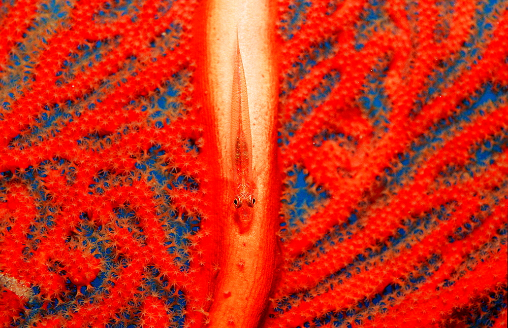 Striped triplefin, Helcogramma striata, Australia, Pacific Ocean, Great Barrier Reef