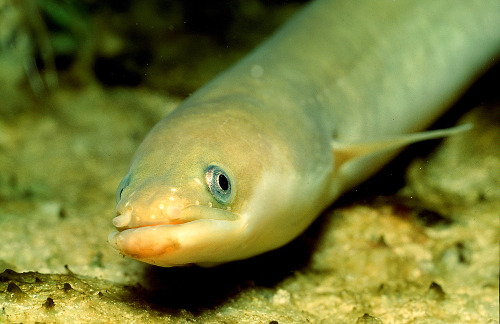 European Eel, Anguilla anguilla, Germany, Bavaria