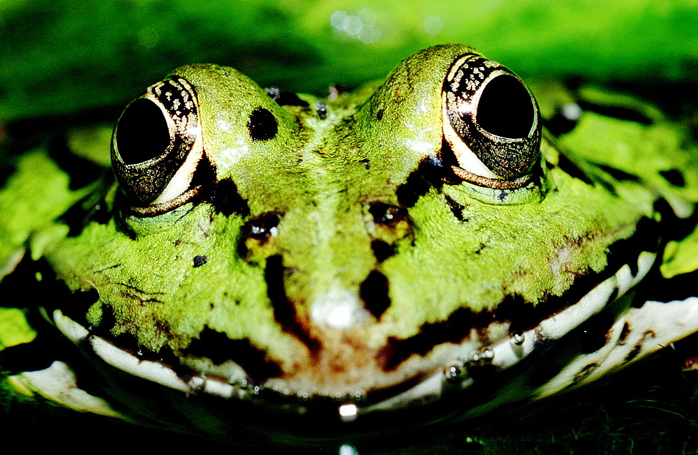 frog, water frog, Rana esculenta, Germany, Bavaria