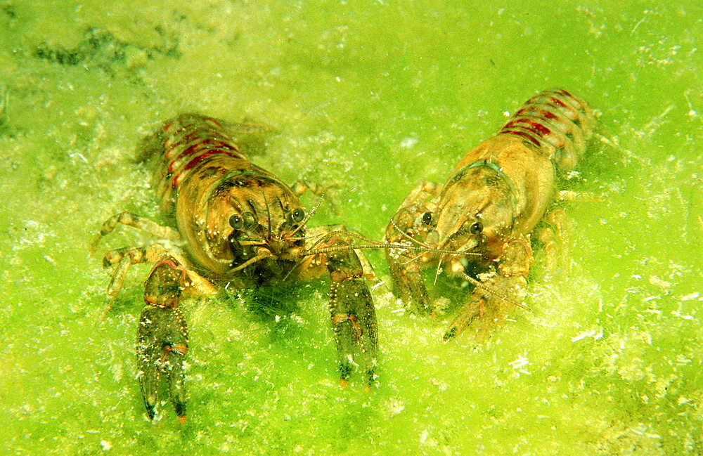 crayfish, Astacus astacus, Austria, Steiermark, Gruener See