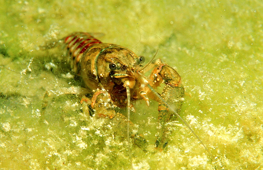 crayfish, Astacus astacus, Austria, Steiermark, Gruener See