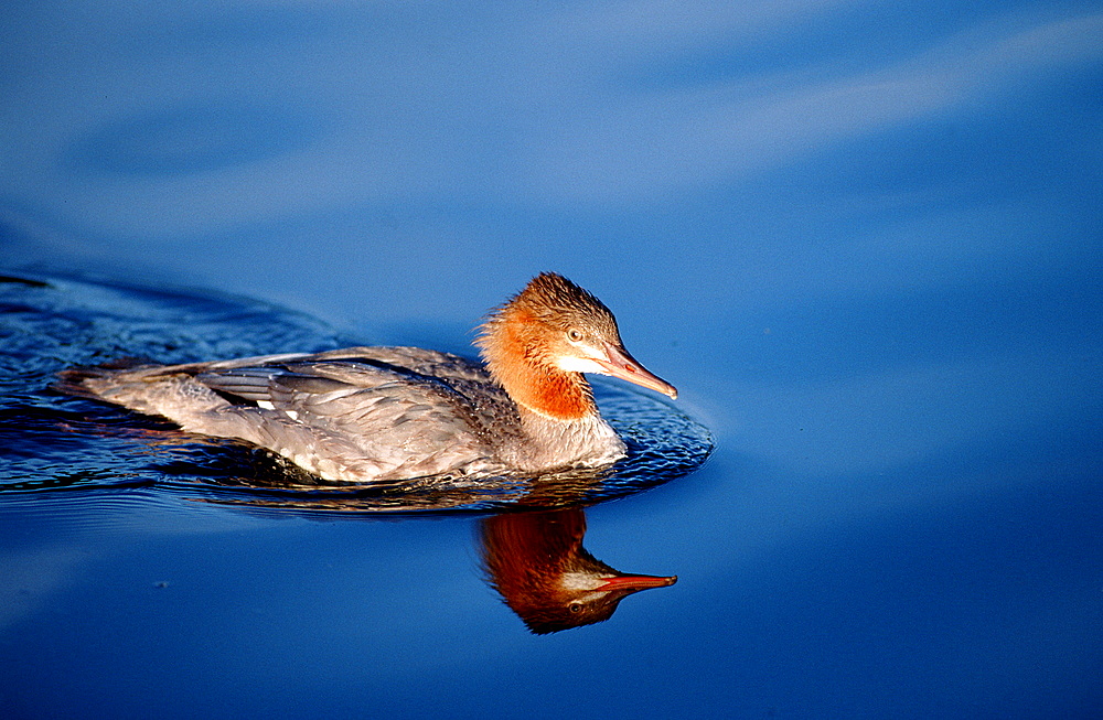 Goosander, Germany, Bavaria