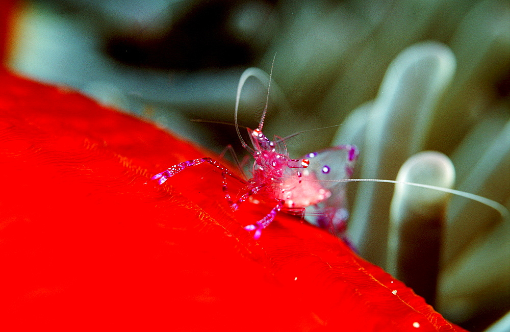 shrimp in anemone, Periclimenes tosaensis, Australia, Pacific Ocean, Great Barrier Reef