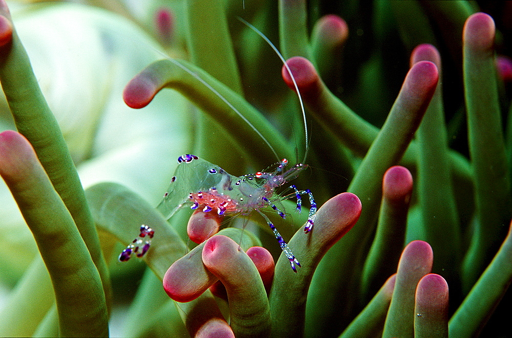 shrimp in anemone, Periclimenes tosaensis, Australia, Pacific Ocean, Great Barrier Reef