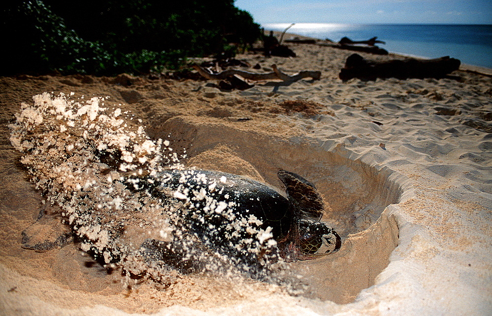 Green sea turtle, green turtle digs a hole on the beach, Chelonia mydas, Malaysia, Pazifik, Pacific ocean, Borneo, Sipadan