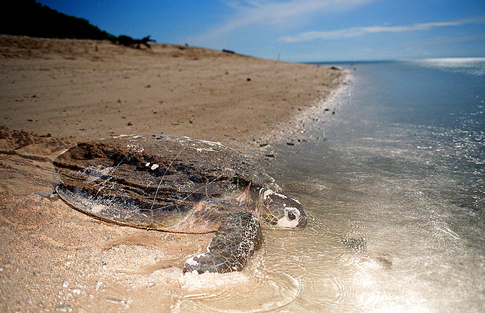 Green sea turtle, green turtle after laying eggs, Chelonia mydas, Malaysia, Pazifik, Pacific ocean, Borneo, Sipadan