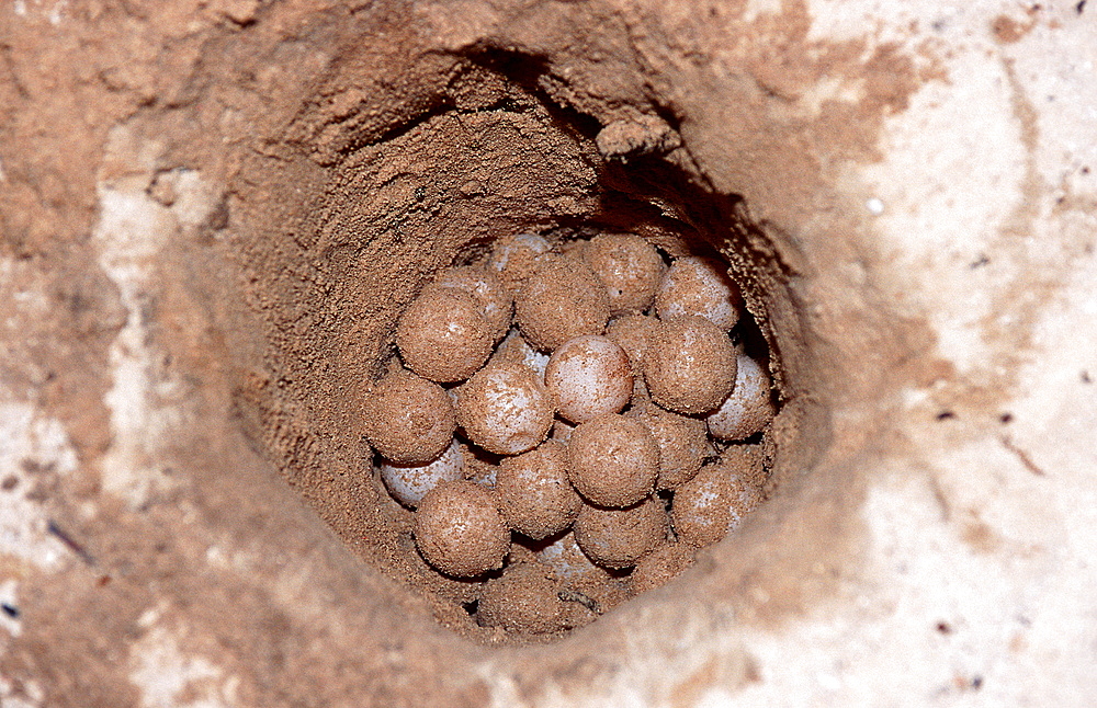 turtle egg, turtle eggs, Chelonia mydas, Malaysia, Pazifik, Pacific ocean, Borneo, Sipadan