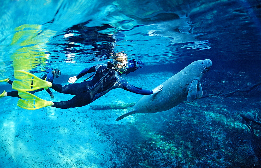 West Indian manatee (Trichechus manatus latirostris) and skin diver, Crystal River, Florida, United States of America, North America